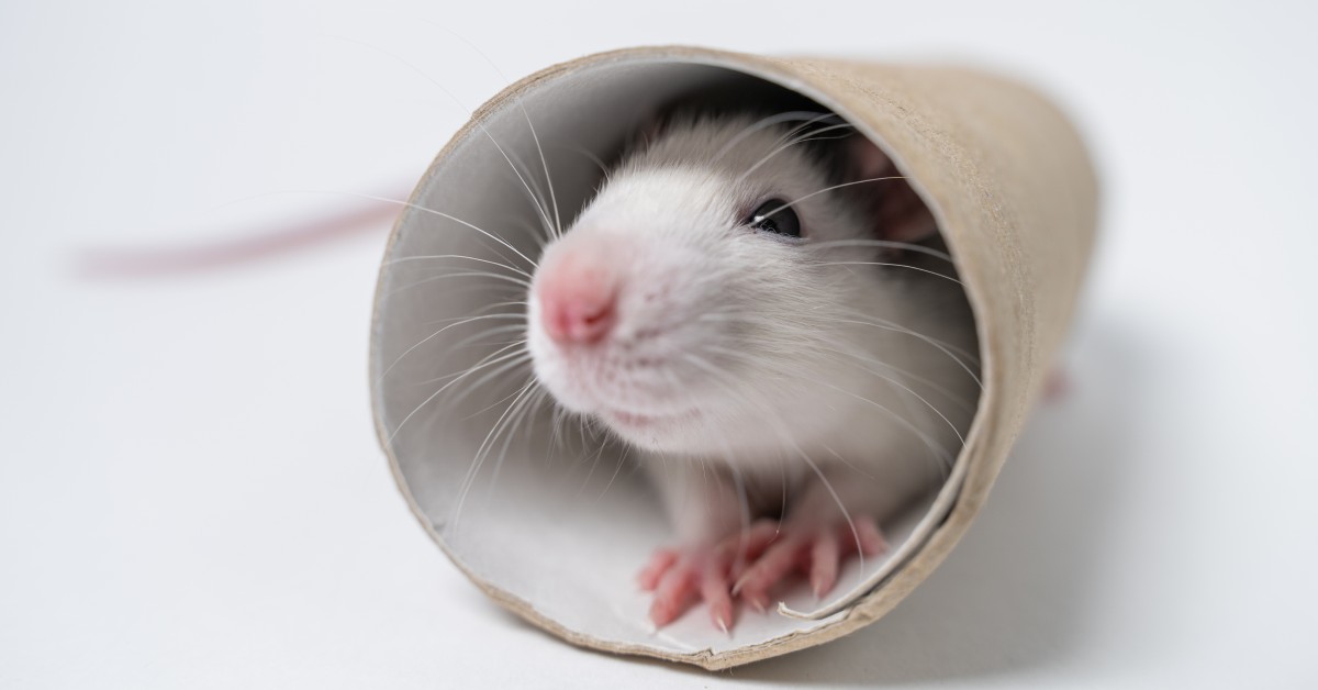 A-maze Your Pet Rat With a DIY Maze